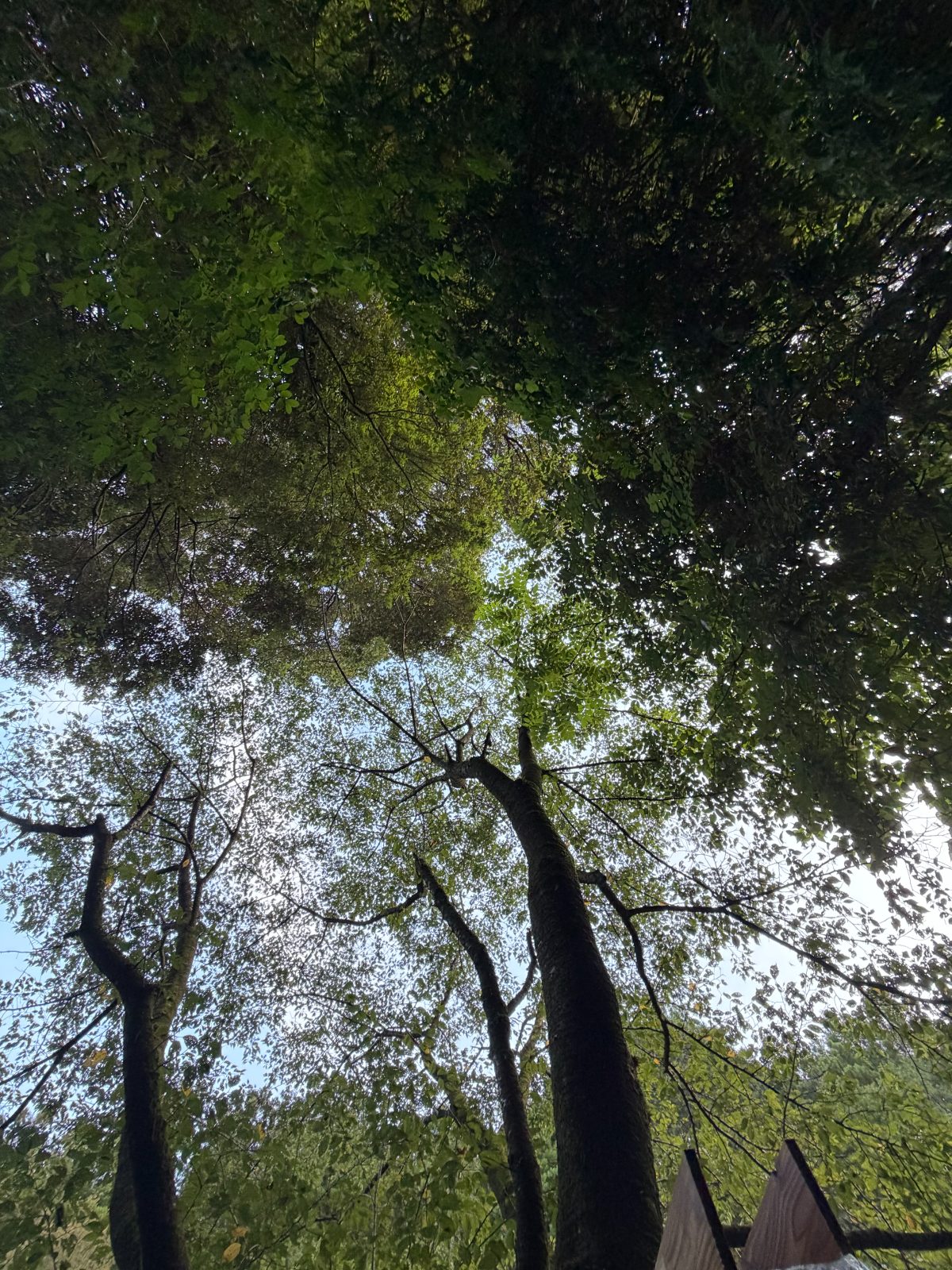 水風呂から見上げた木々の景色