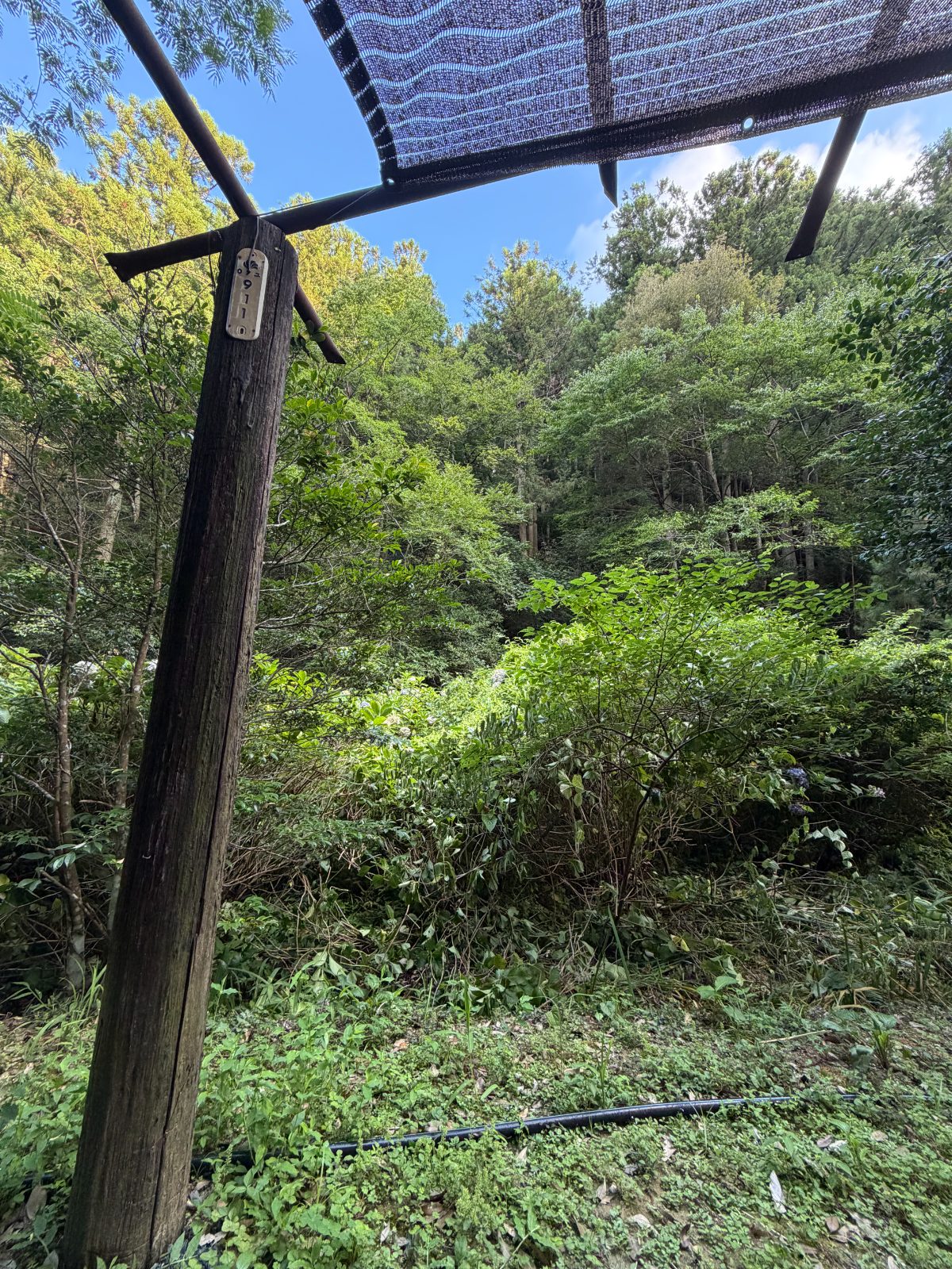 湧き水に浮かんだ先に、森があった。